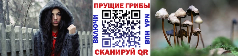 Псилоцибиновые грибы прущие грибы  наркота  Западная Двина 